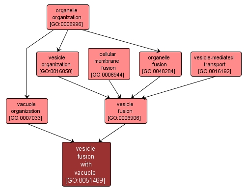 GO:0051469 - vesicle fusion with vacuole (interactive image map)