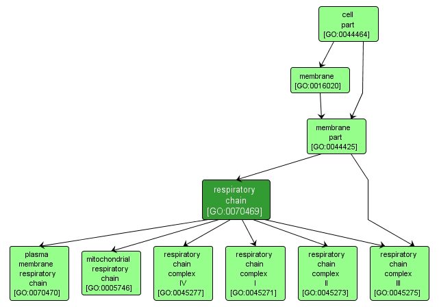 GO:0070469 - respiratory chain (interactive image map)