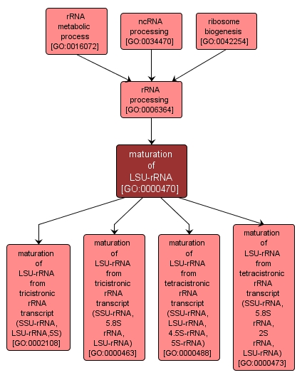 GO:0000470 - maturation of LSU-rRNA (interactive image map)