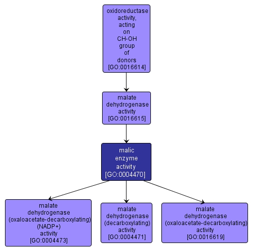 GO:0004470 - malic enzyme activity (interactive image map)