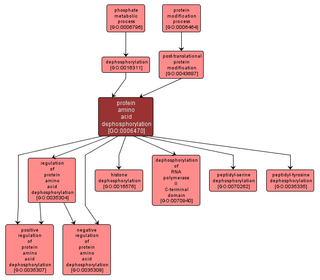 GO:0006470 - protein amino acid dephosphorylation (interactive image map)