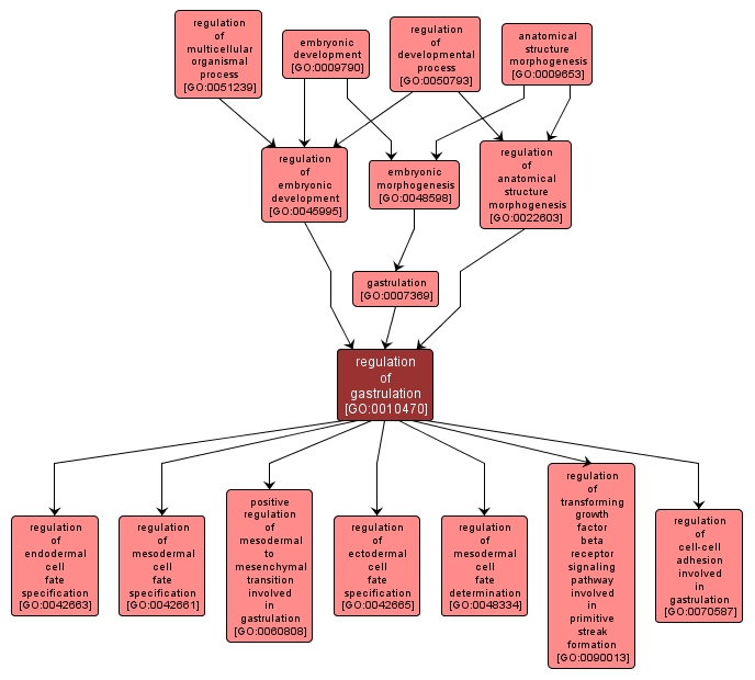 GO:0010470 - regulation of gastrulation (interactive image map)