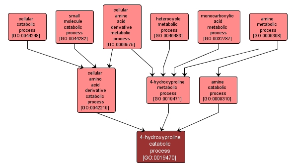 GO:0019470 - 4-hydroxyproline catabolic process (interactive image map)