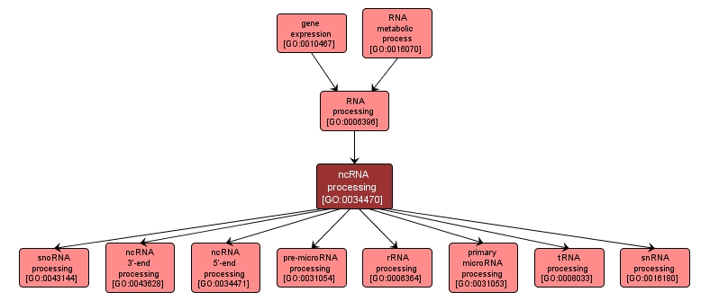 GO:0034470 - ncRNA processing (interactive image map)