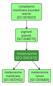 GO:0042470 - melanosome (interactive image map)