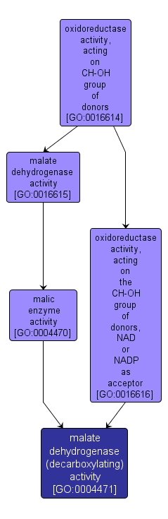 GO:0004471 - malate dehydrogenase (decarboxylating) activity (interactive image map)