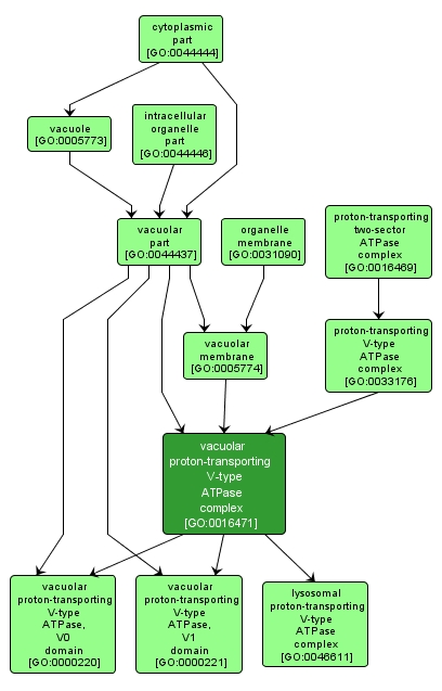 GO:0016471 - vacuolar proton-transporting V-type ATPase complex (interactive image map)