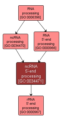 GO:0034471 - ncRNA 5'-end processing (interactive image map)