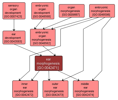 GO:0042471 - ear morphogenesis (interactive image map)