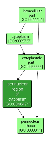 GO:0048471 - perinuclear region of cytoplasm (interactive image map)