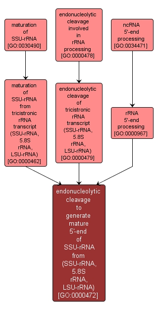 GO:0000472 - endonucleolytic cleavage to generate mature 5'-end of SSU-rRNA from (SSU-rRNA, 5.8S rRNA, LSU-rRNA) (interactive image map)