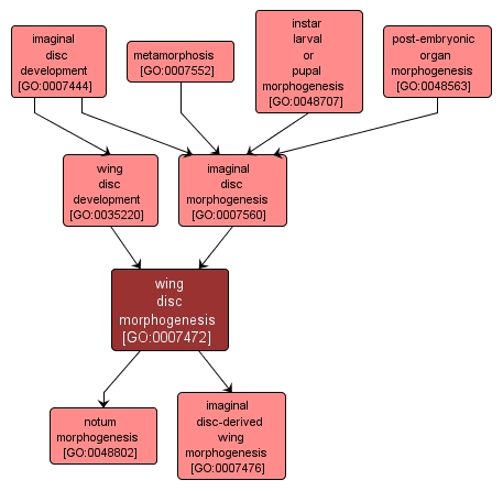 GO:0007472 - wing disc morphogenesis (interactive image map)