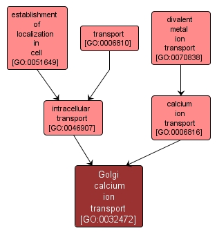 GO:0032472 - Golgi calcium ion transport (interactive image map)