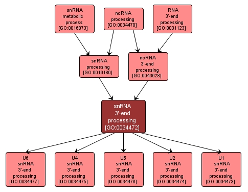 GO:0034472 - snRNA 3'-end processing (interactive image map)