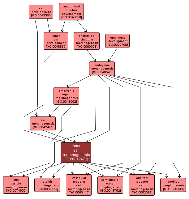 GO:0042472 - inner ear morphogenesis (interactive image map)
