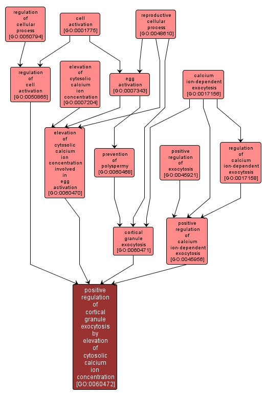 GO:0060472 - positive regulation of cortical granule exocytosis by elevation of cytosolic calcium ion concentration (interactive image map)