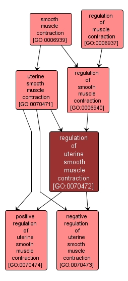GO:0070472 - regulation of uterine smooth muscle contraction (interactive image map)
