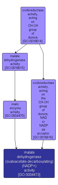 GO:0004473 - malate dehydrogenase (oxaloacetate-decarboxylating) (NADP+) activity (interactive image map)