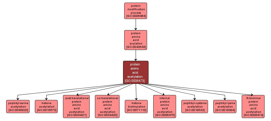 GO:0006473 - protein amino acid acetylation (interactive image map)