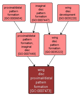 GO:0007473 - wing disc proximal/distal pattern formation (interactive image map)