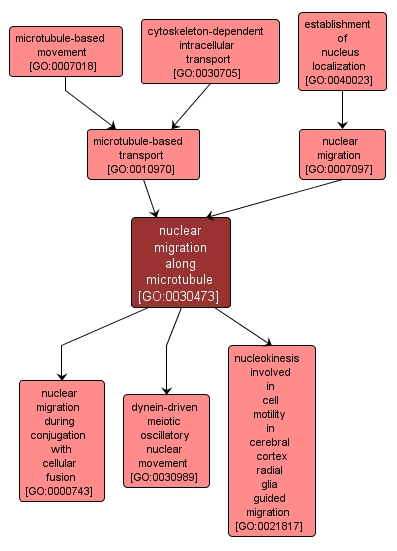 GO:0030473 - nuclear migration along microtubule (interactive image map)