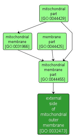 GO:0032473 - external side of mitochondrial outer membrane (interactive image map)