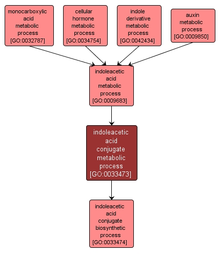 GO:0033473 - indoleacetic acid conjugate metabolic process (interactive image map)
