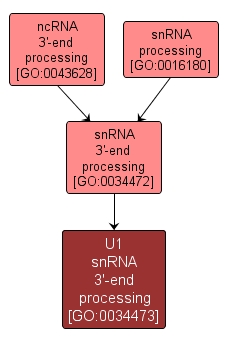 GO:0034473 - U1 snRNA 3'-end processing (interactive image map)