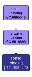GO:0035473 - lipase binding (interactive image map)