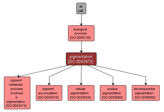 GO:0043473 - pigmentation (interactive image map)