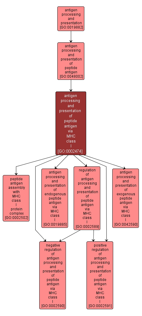 GO:0002474 - antigen processing and presentation of peptide antigen via MHC class I (interactive image map)
