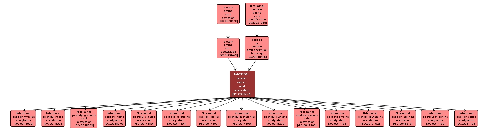 GO:0006474 - N-terminal protein amino acid acetylation (interactive image map)