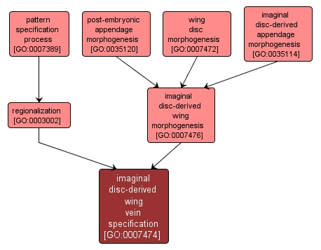 GO:0007474 - imaginal disc-derived wing vein specification (interactive image map)