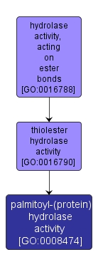 GO:0008474 - palmitoyl-(protein) hydrolase activity (interactive image map)