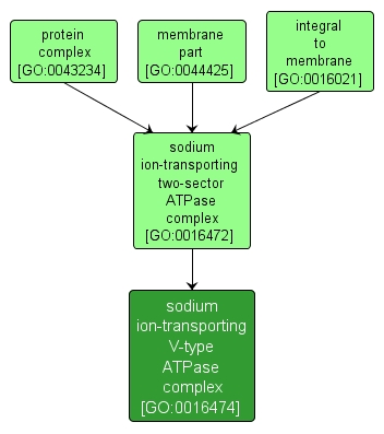 GO:0016474 - sodium ion-transporting V-type ATPase complex (interactive image map)