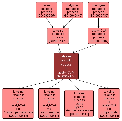 GO:0019474 - L-lysine catabolic process to acetyl-CoA (interactive image map)