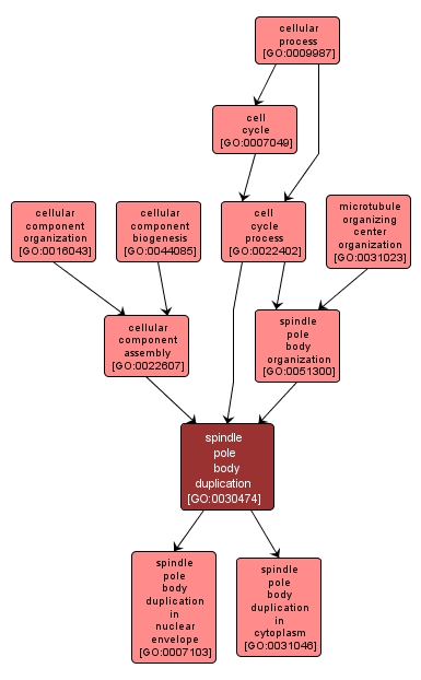 GO:0030474 - spindle pole body duplication (interactive image map)