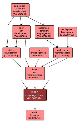 GO:0032474 - otolith morphogenesis (interactive image map)