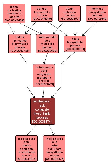 GO:0033474 - indoleacetic acid conjugate biosynthetic process (interactive image map)