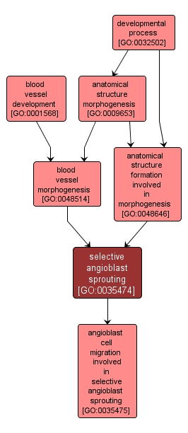 GO:0035474 - selective angioblast sprouting (interactive image map)