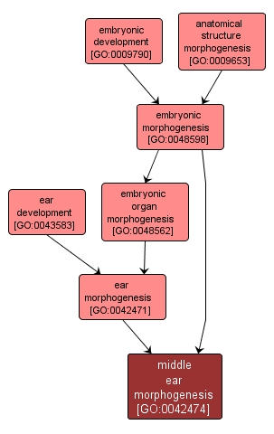 GO:0042474 - middle ear morphogenesis (interactive image map)