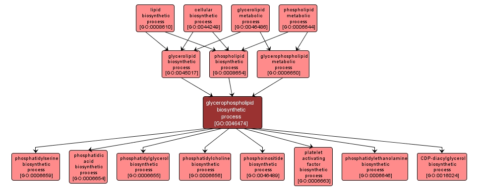 GO:0046474 - glycerophospholipid biosynthetic process (interactive image map)