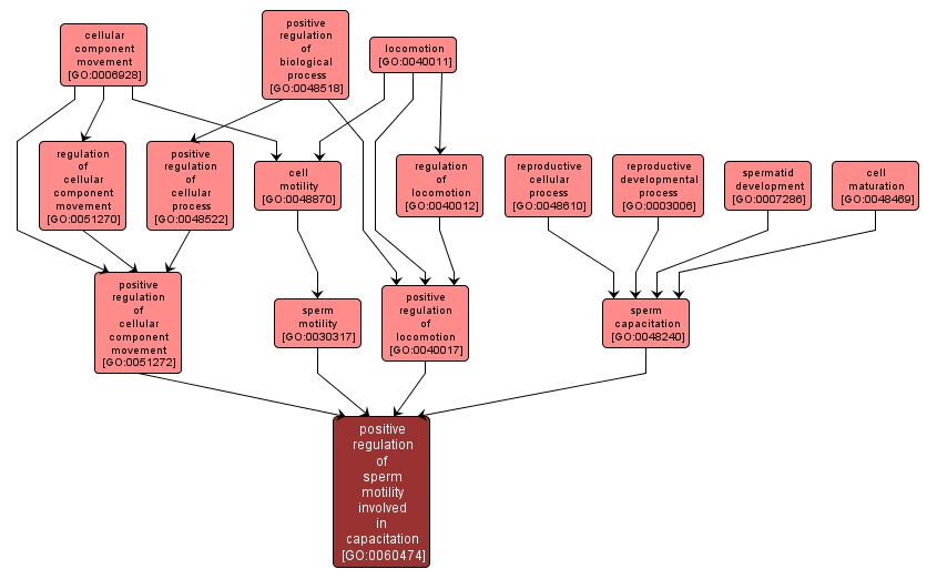 GO:0060474 - positive regulation of sperm motility involved in capacitation (interactive image map)
