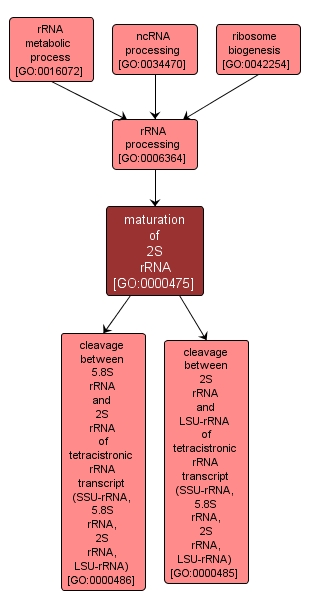 GO:0000475 - maturation of 2S rRNA (interactive image map)