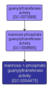GO:0004475 - mannose-1-phosphate guanylyltransferase activity (interactive image map)