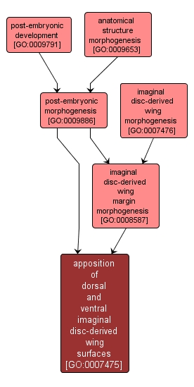 GO:0007475 - apposition of dorsal and ventral imaginal disc-derived wing surfaces (interactive image map)