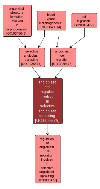 GO:0035475 - angioblast cell migration involved in selective angioblast sprouting (interactive image map)