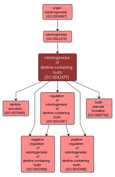 GO:0042475 - odontogenesis of dentine-containing tooth (interactive image map)