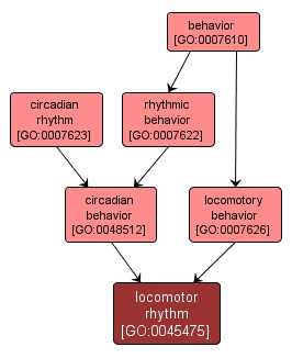 GO:0045475 - locomotor rhythm (interactive image map)