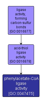 GO:0047475 - phenylacetate-CoA ligase activity (interactive image map)